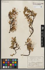 Foto von Salix retusa L.